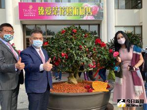 春節來台中賞花走春 逾600盆身價上億山茶花同台競艷 ▲臻愛花園飯店董事長林志成網羅600多盆珍稀山茶花盆栽,今起開放賞花,利潤一半捐社福團體,是一次美與愛的展覽會。(圖/記者金武鳳攝,2022.1.13)