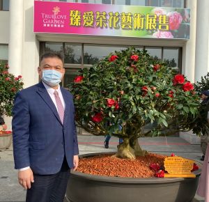 春節來台中賞花走春 逾600盆身價上億山茶花同台競艷 ▲樹齡超過500年的伯拜范茶花,樹型大氣具王者風範,價值逾千萬元,吸引超多愛花人搶獵花姿。(圖/記者金武鳳攝,2022.1.13)
