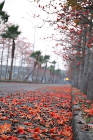▲高鐵台南站附近的木棉花道相當知名。(圖/取自口袋吃吃五十咩) ▲高鐵台南站附近的木棉花道相當知名。(圖/取自口袋吃吃五十咩)