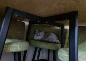 ▲女飼主非常擔心愛貓會因大樓解封無期,出現飢餓、缺水等危機。(圖/翻攝自極目新聞) ▲女飼主非常擔心愛貓會因大樓解封無期,出現飢餓、缺水等危機。(圖/翻攝自極目新聞)