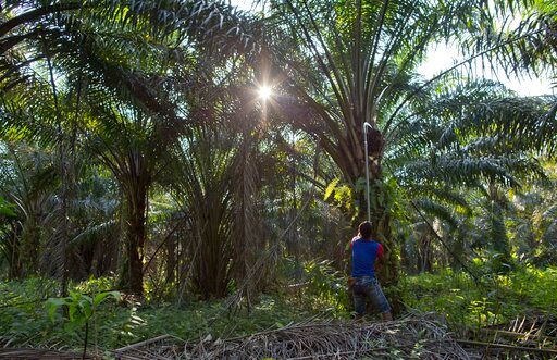 ▲馬來西亞正準備從印尼、印度、孟加拉、泰南進行談判，計劃為當地種植業引進更多移工。（示意圖／美聯社／達志影像）