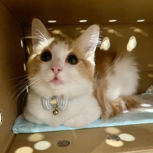 ▲這名推主養了一隻4個多月大的挪威森林貓「Uni（うに）」。（圖／Twitter帳號union_GOLDSHIP）