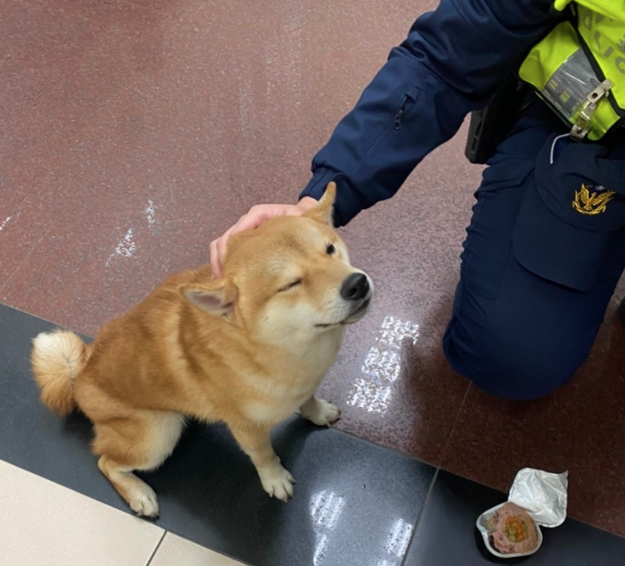 ▲桃園13日下午出現一隻走失柴犬,但牠拒捕又差點咬傷員警,還好後來警民合作,透過罐頭食物戰術,才成功將其救出。(圖/翻攝自桃園分局埔子派出所臉書)