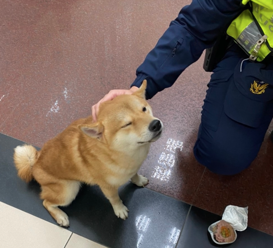 ▲桃園13日下午出現一隻走失柴犬，但牠拒捕又差點咬傷員警，還好後來警民合作，透過罐頭食物戰術，才成功將其救出。（圖／翻攝自桃園分局埔子派出所臉書）