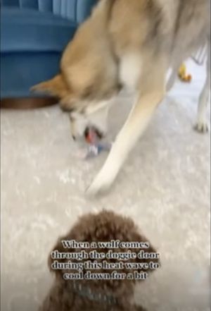 ▲國外有網友在家中發現棕狼。（圖／美聯社／jkn019037）