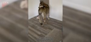 ▲國外有網友在家中發現棕狼。（圖／美聯社／jkn019037）