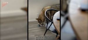 ▲國外有網友在家中發現棕狼。（圖／美聯社／jkn019037）