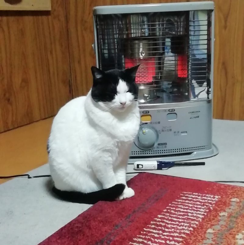 ▲推主家的貓相當依賴暖爐。（圖／Twitter：ROkUHANA00）