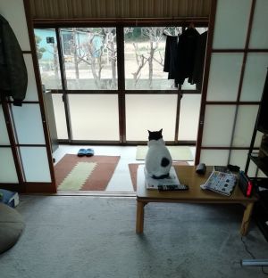 ▲貓：我心中的寂寥就如同這冰冷空洞的房間。（看見遠方）（圖／Twitter：ROkUHANA00）