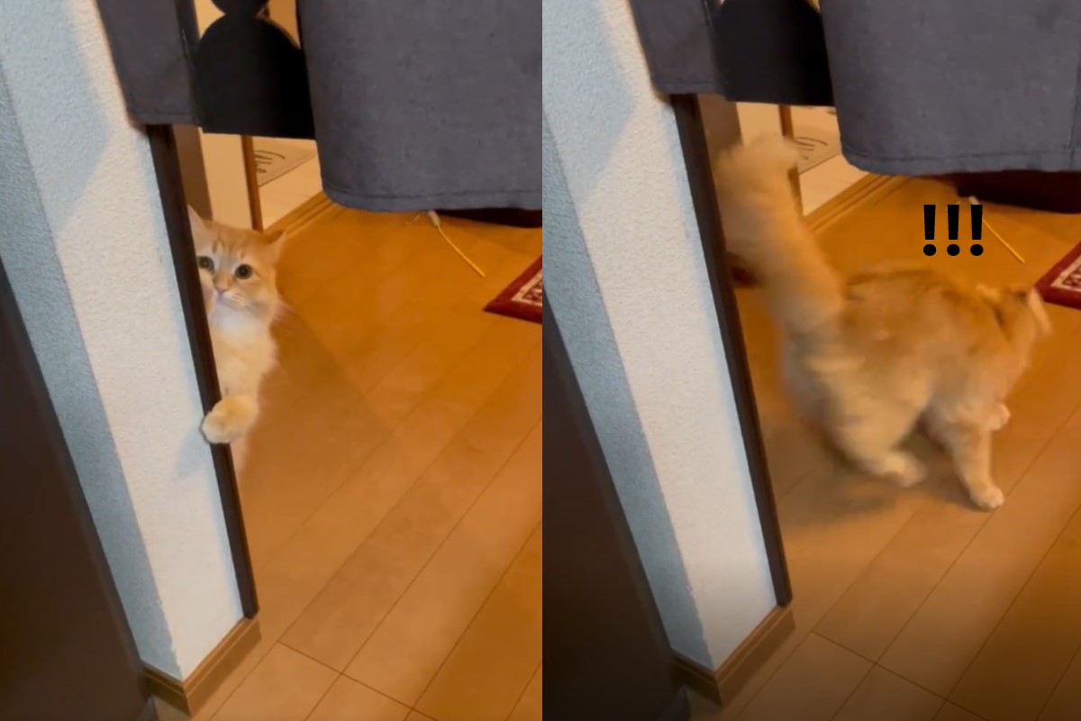 ▲日本一隻貓咪躲在角落看偷窺飼主，被發現後馬上落跑！（圖／Twitter帳號NEKOLAND13）