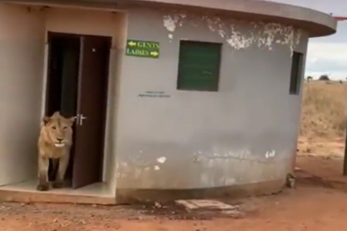▲遊客在非洲一座國家公園驚見一頭母獅從公廁裡緩緩走出來。（圖／Twitter帳號WildLense_India）