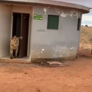 ▲沒想到一頭母獅竟然從廁所裡慢慢地走出來！（圖／Twitter帳號WildLense_India）