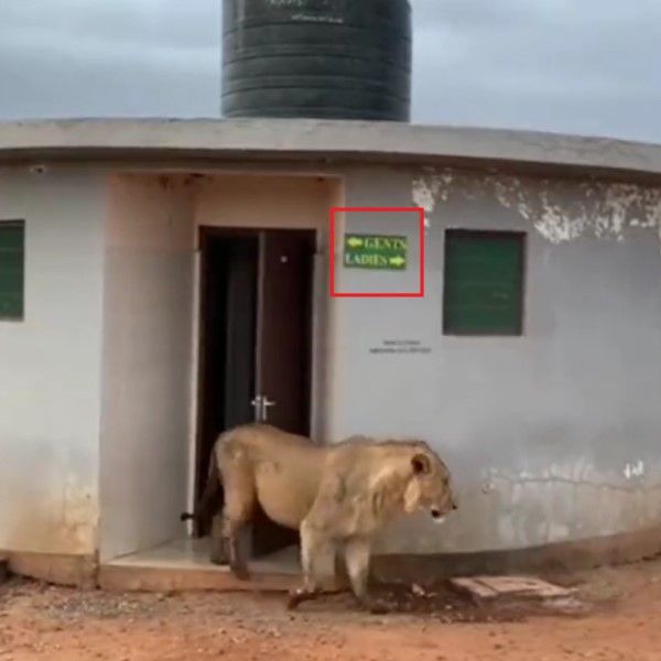 ▲母獅：我只是來檢查男廁有沒有打掃乾淨啦！（圖／Twitter帳號WildLense_India）