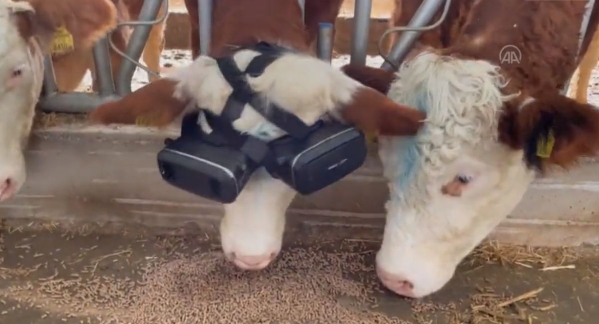 ▲土耳其有農夫將乳牛戴上「VR眼鏡」，讓牠們營造出夏季產乳季的錯覺，提高牛奶產量。（圖／翻攝自Twitter）