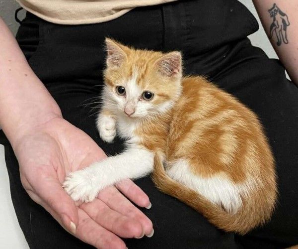 ▲「Garfield加菲」被送到動物收容所時才1個多月大，健康出現狀況因此梅根將牠帶回家照顧，並發現牠相當黏人。（圖／FB帳號kittenkonnoisseur）