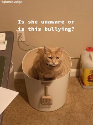 ▲這天席霓看見安妮站在貓砂盆頂蓋上廁所，覺得很奇怪。（圖／TikTok帳號parsleysage）