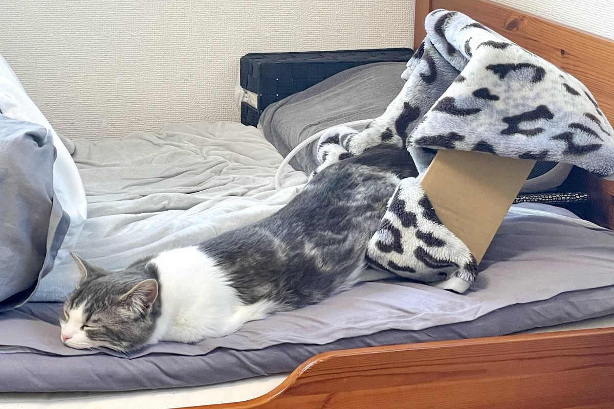 ▲日本一隻小貓從紙箱裡不小心睡到「流」出來！（圖／Twitter帳號nekochaniru）