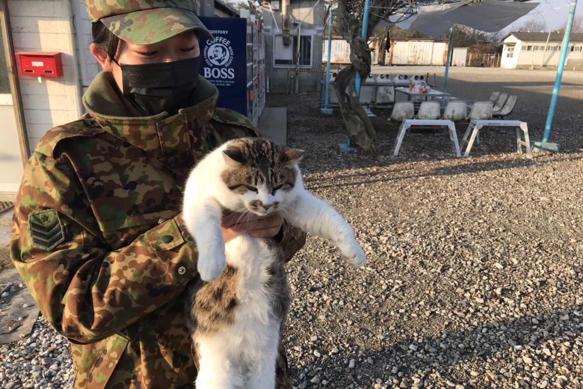 ▲ 訓練場地出現貓咪後，日本自衛隊成員瞬間貓奴上身。（圖／Twitter：jgsdf_3d_36i） 