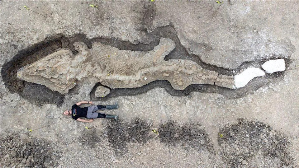 影／比恐龍更早！10m巨大魚龍化石出土　創英國考古之最