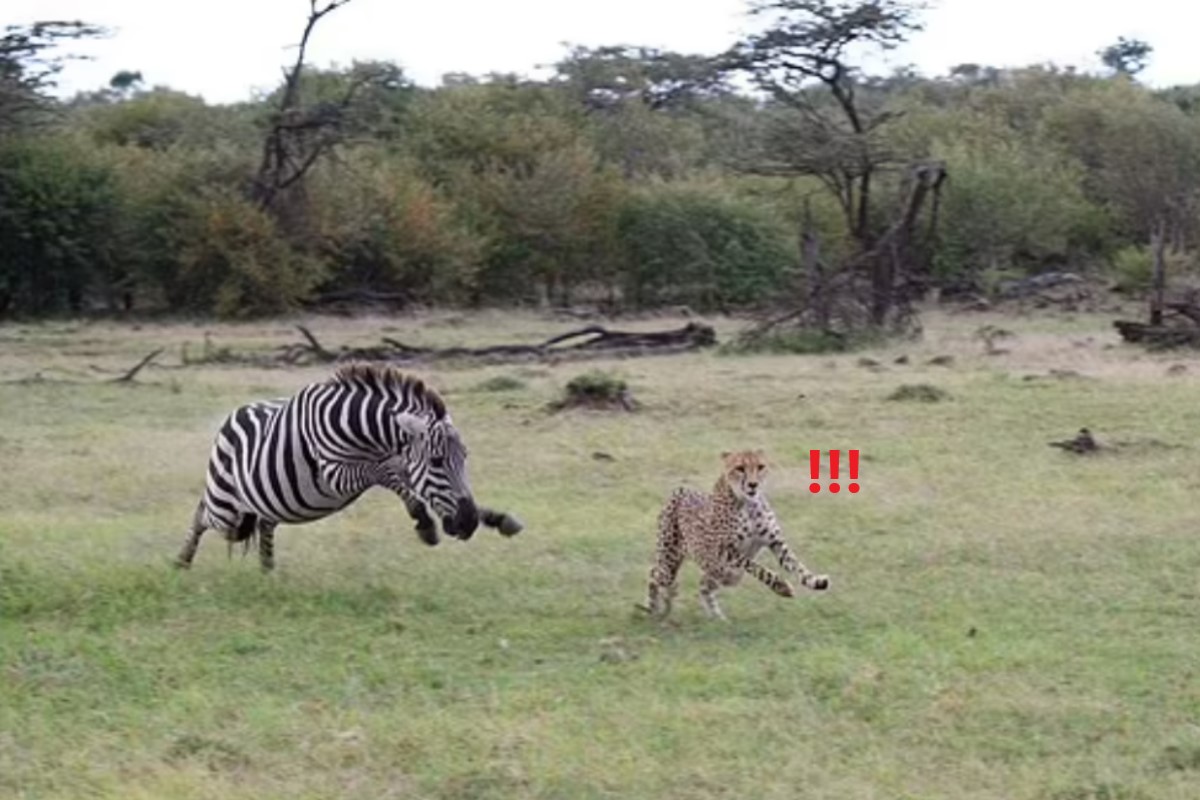 ▲攝影師目睹一隻獵豹被斑馬追趕的奇特畫面。（圖／翻攝自Kennedy News／Sebastian Lehrke）