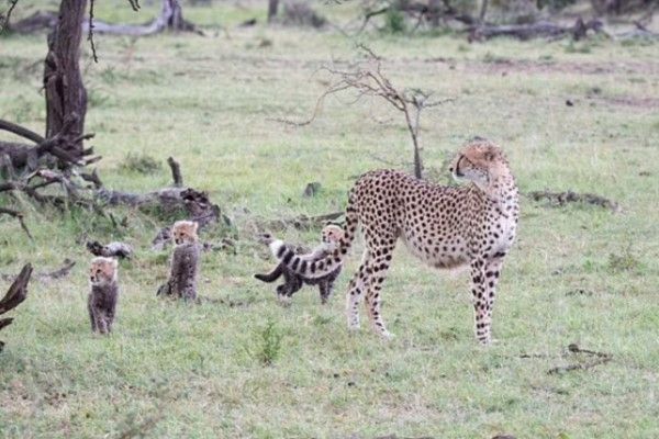 ▲攝影師Sebastian在肯亞保護區看見一隻獵豹媽媽帶著三隻獵豹寶寶在草原活動。（圖／翻攝自Kennedy News／Sebastian Lehrke）