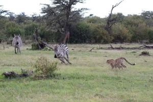 ▲突然有一群斑馬靠近，獵豹媽媽為了保護小獵豹起身驅趕牠們。（圖／翻攝自Kennedy News／Sebastian Lehrke）