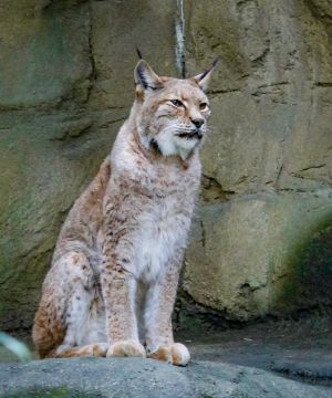 貓亞科動物被稱為小貓和咪喵。(圖/臺北市立動物園授權提供) ▲貓亞科動物被稱為小貓和咪喵。(圖/臺北市立動物園授權提供)