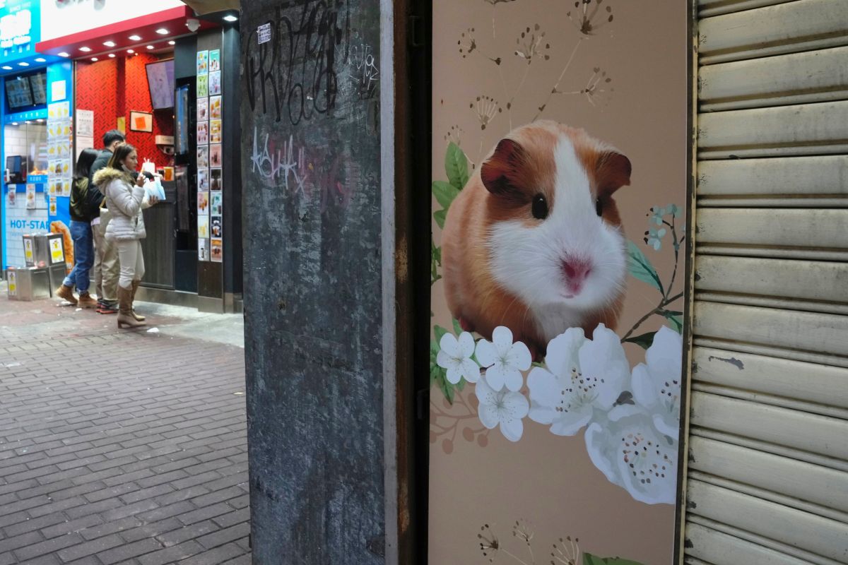 ▲香港傳出倉鼠驗出病毒，將人道處理約2000隻小動物。（圖／美聯社／達志影像）