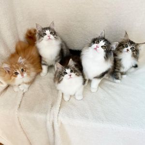 ▲推主家的可愛貓貓們。（圖／Instagram：herbalmeow） 