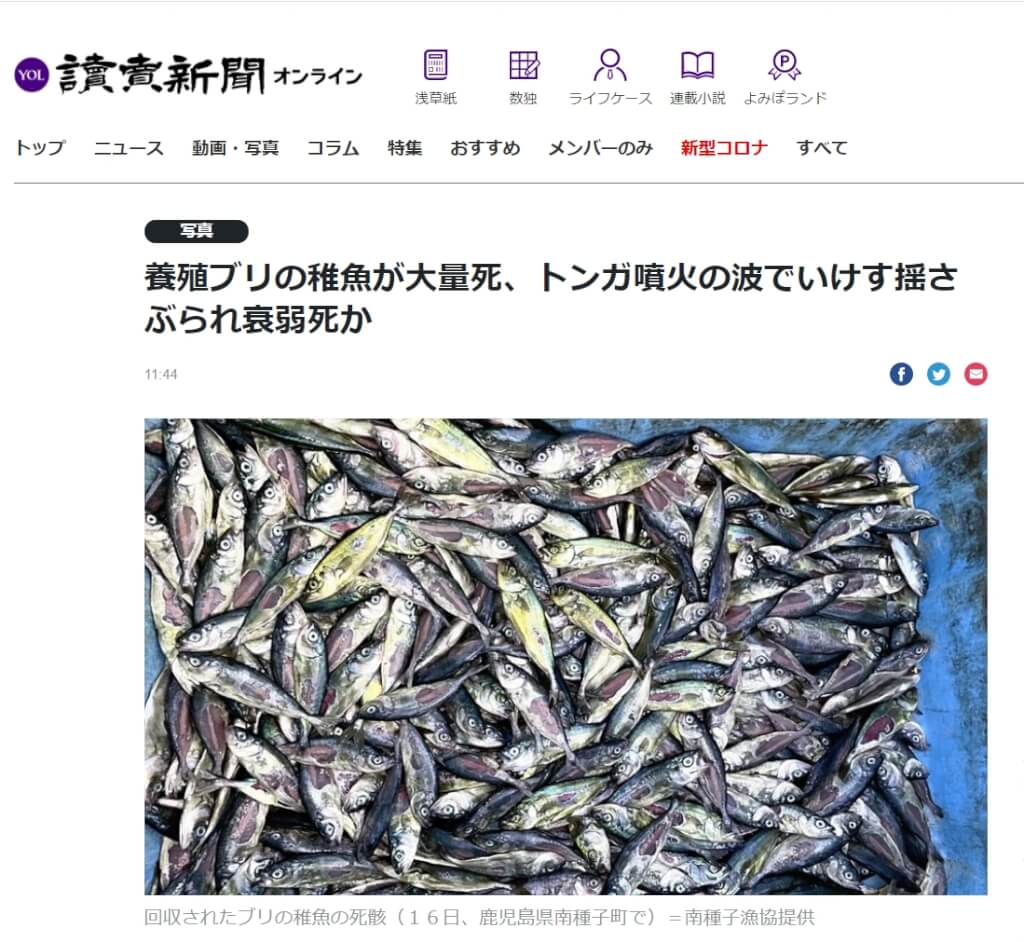 疑東加火山爆發波及　日本養殖鰤魚苗暴斃約8萬尾
