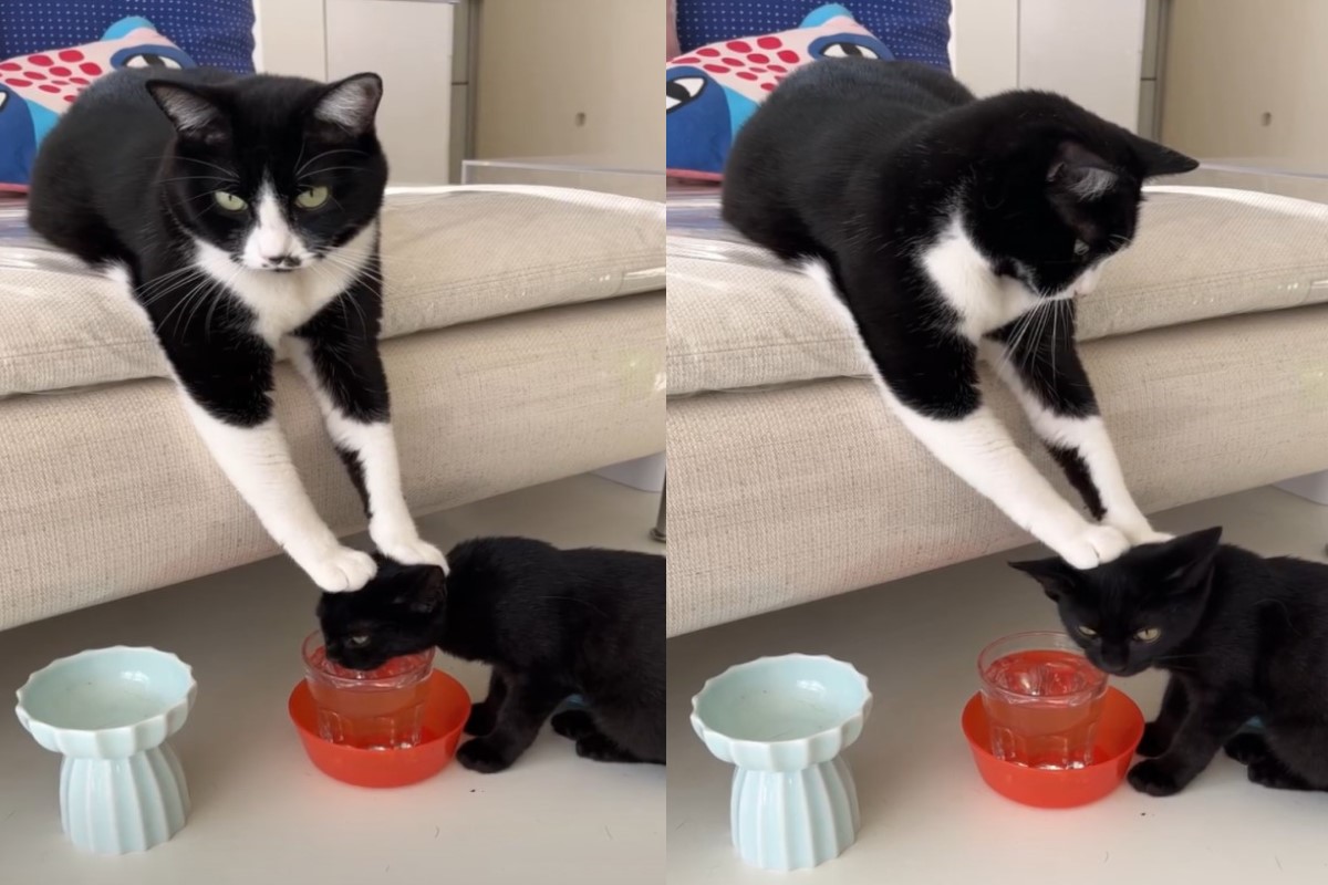 ▲日本一隻小黑貓喝水時，竟然被賓士貓雙手壓頭！（圖／IG帳號14_nekohouse）