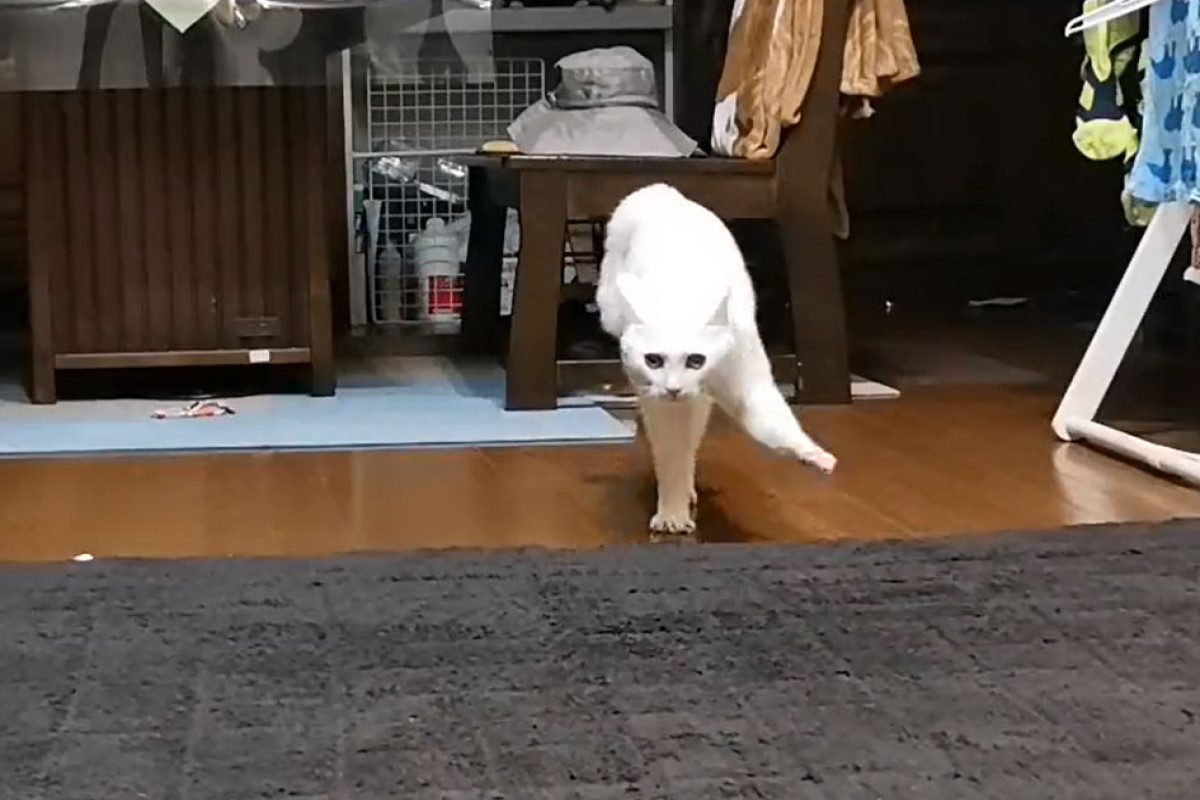 ▲日本一隻白貓走路姿勢相當特別，網友看了都笑稱有夠跩！（圖／IG帳號an_nin_coco）