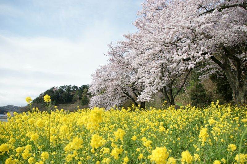▲春天櫻花盛開搭配油菜花,湖山池 青島公園。(圖/鳥取市観光コンベンション業界 提供)
