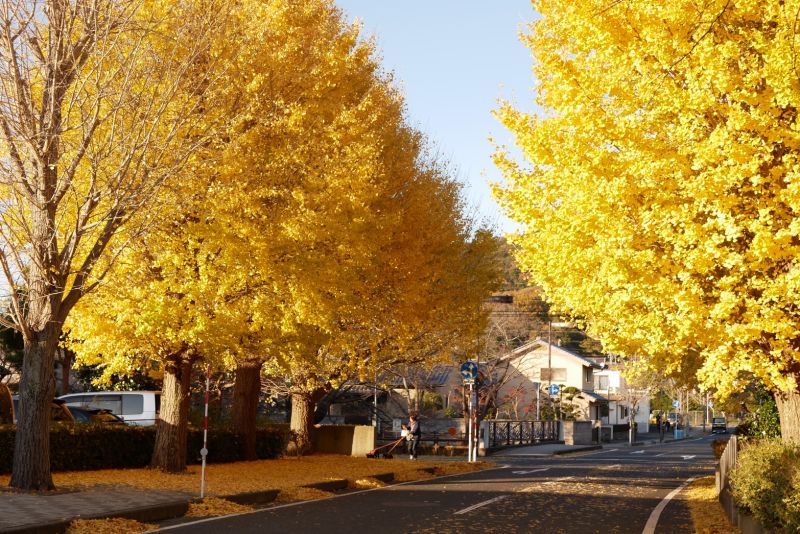 ▲秋天鳥取東高校放學景色，銀杏並木的金色地毯。（圖／鳥取市高橋 提供）