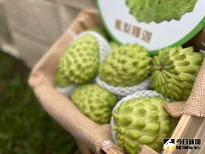 解禁了！國台辦宣布即日起恢復台灣釋迦輸入　果園、包裝廠須註冊
