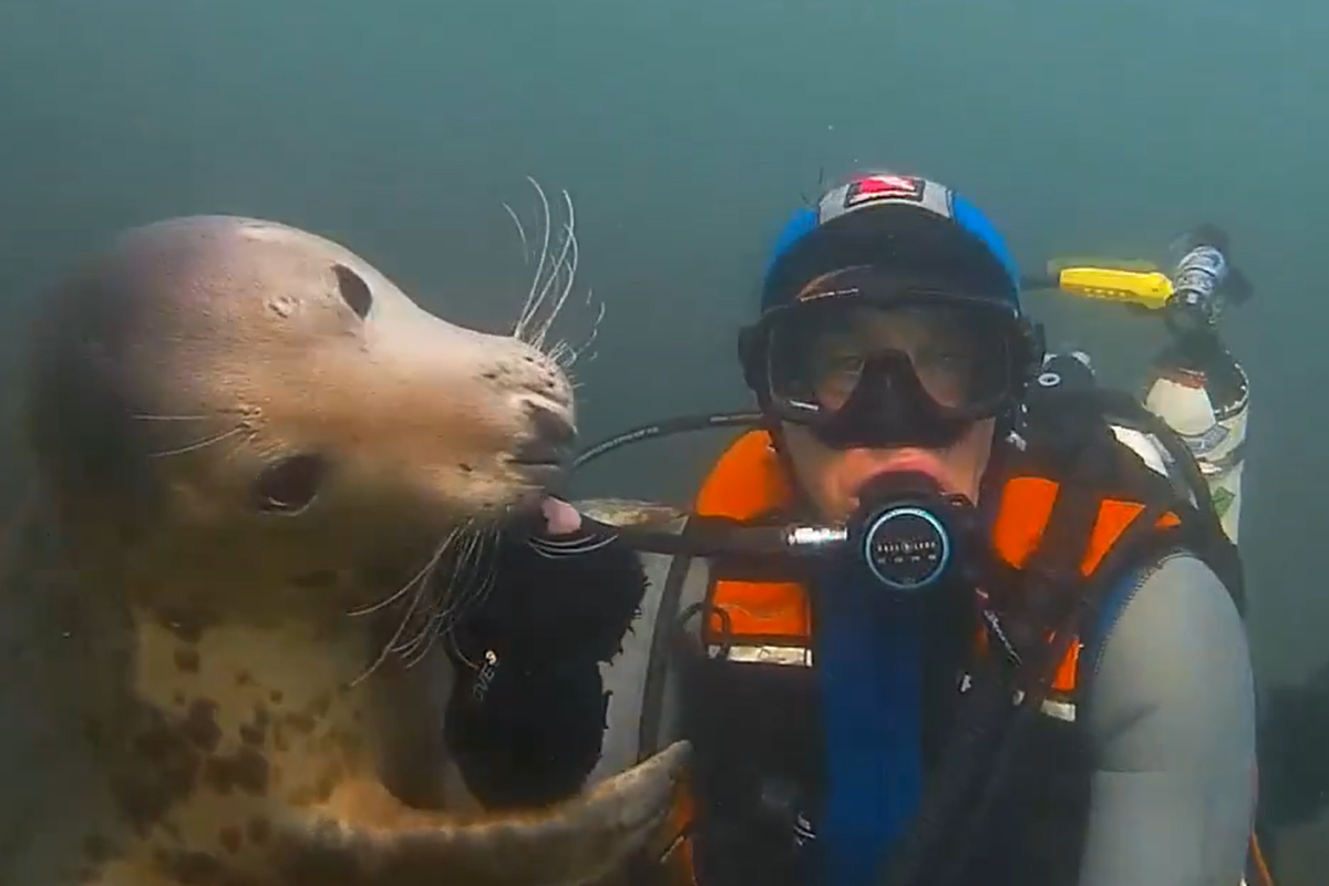 ▲這隻海豹超會撒嬌，見潛水員分心還拍肩拉回注意力，網友笑：「根本是海中狗狗」。（圖／Twitter：Sealdiver）