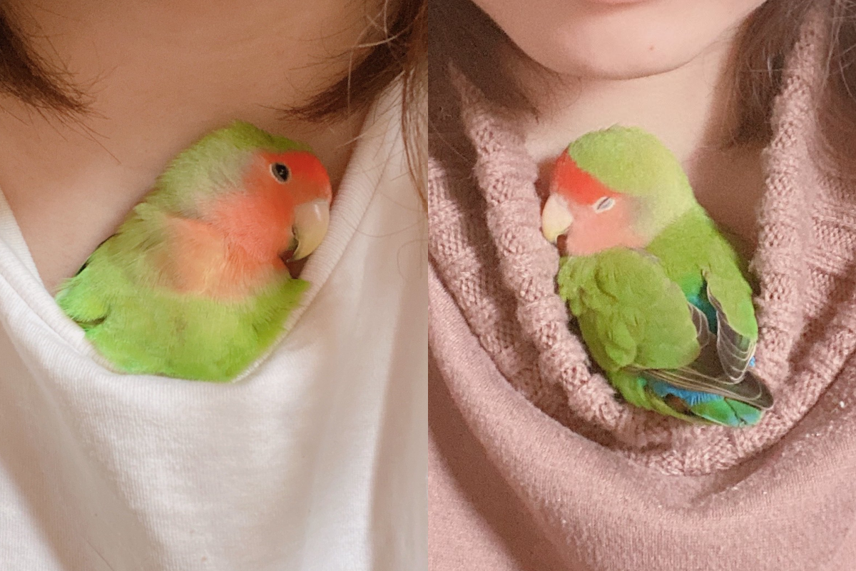 冬天到了!鳥鳥每天「窩飼主領口」取暖 超萌畫面融化人