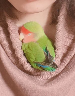 ▲鳥鳥：媽媽的胸口好溫暖喔～（圖／Twitter：Nomu_Ta6） 