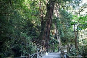 ▲沿著拉拉山的環山步道就能輕鬆近距離親近神木。(圖/業者提供) ▲沿著拉拉山的環山步道就能輕鬆近距離親近神木。(圖/業者提供)