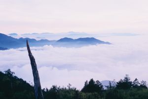 在大雪山內幸運的話還能見到山羌、帝雉等罕見的野生動物 ▲在大雪山內幸運的話還能見到山羌、帝雉等罕見的野生動物。(圖/業者提供)