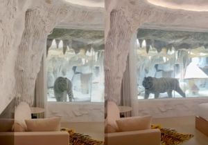 ▲中國一間酒店推出「老虎房型」，在客房內透過玻璃能直接看見老虎在一旁走動，不過影片曝光也在網路上也引起爭議。（圖／達志影像／美聯社）
