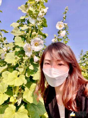 「木頭人娃娃」現身田中窯 賞花捏陶嚐美食新春暢遊 ▲「田中窯」一年一會蜀葵花藝術節登場,逾二萬株怒放花朵與你美麗相會。(圖/記者金武鳳攝,2022.1.24)