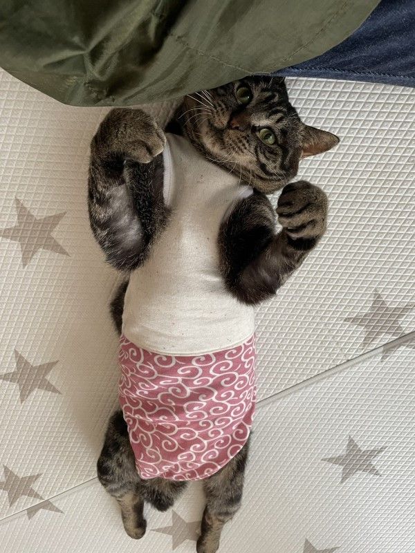 ▲5歲的「噗助（ぷぅすけ）」其實是一隻下半身癱瘓的貓咪。（圖／推特帳號LuckyStar111222）