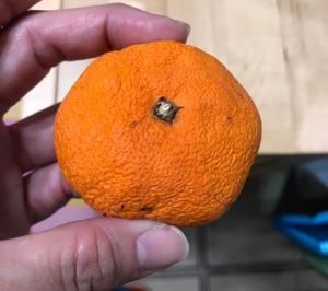 ▲有其他媽媽表示慶幸,只是從小孩的水壺袋裡,摸出一顆快變柿餅的橘子。(圖/取自《家有男孩崩潰日常》) ▲有其他媽媽表示慶幸,只是從小孩的水壺袋裡,摸出一顆快變柿餅的橘子。(圖/取自《家有男孩崩潰日常》)