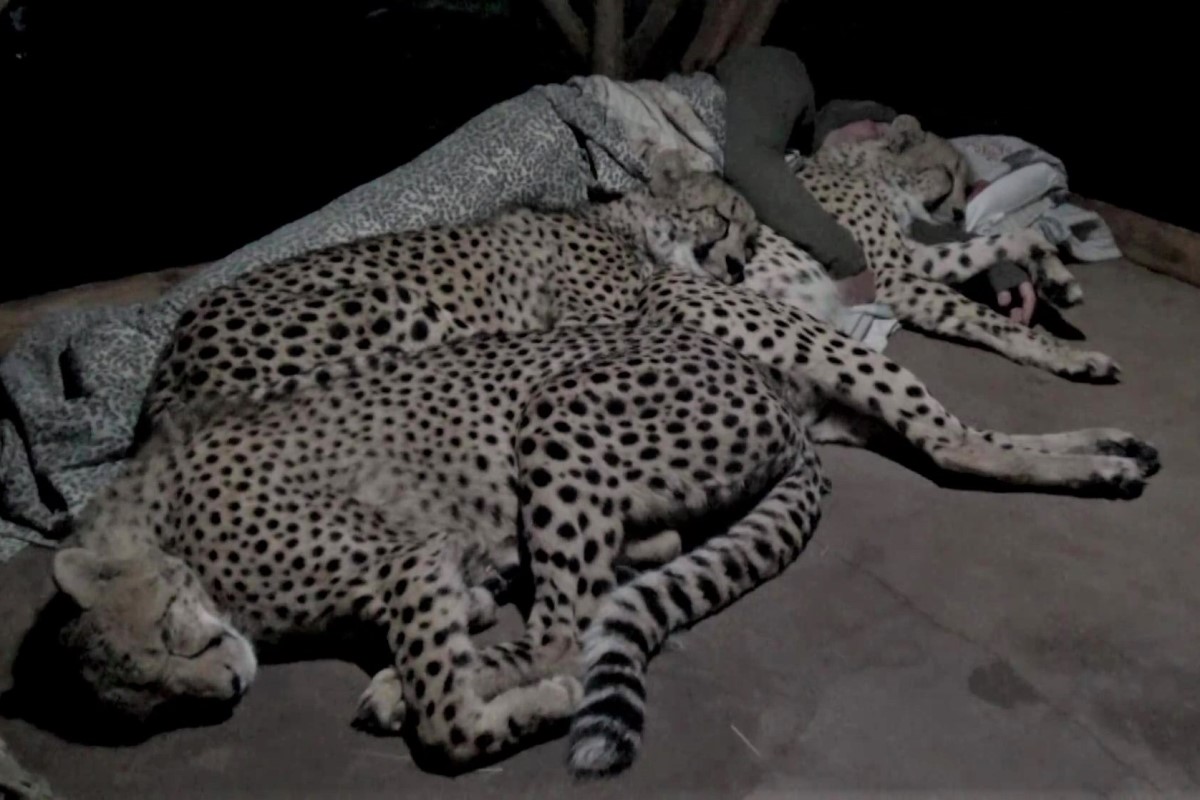 ▲南非一名動物攝影師在獵豹保育園區與3隻獵豹一起睡覺。（圖／翻攝自Youtube帳號Dolph C. Volker）