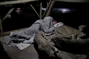 ▲動物攝影師道爾夫鋪好床被，剛好遇見3隻獵豹來躲雨。（圖／翻攝自Youtube帳號Dolph C. Volker）