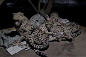 ▲接著3隻獵豹全部擠在道爾夫的毯子上，互相取暖！（圖／翻攝自Youtube帳號Dolph C. Volker）