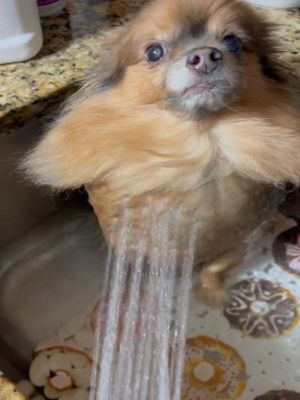 你哪位?博美洗澡「變海豹」 耳朵失蹤吸引380萬網笑翻 ▲飼主慢慢從下往上將柯吉的身體打溼。(圖/TikTok帳號texaspommysquad)