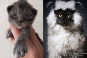 確認沒調包？小灰貓長大變「黑白郎君」　網愣：是狐猴吧
