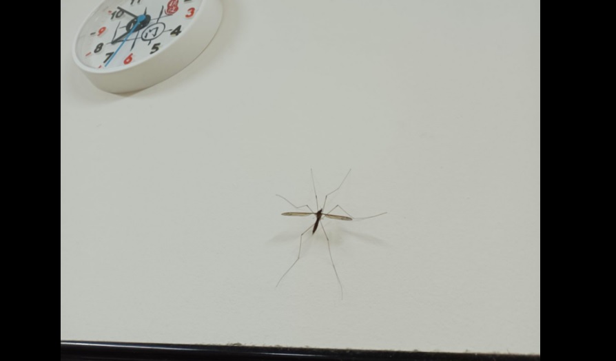 ▲有網友目睹自家牆壁上突然出現一隻超過10公分的巨大蚊子。（圖／翻攝《爆廢公社》）